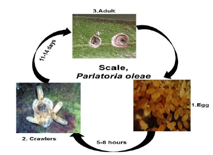 description of fig inscet pests Scale.png