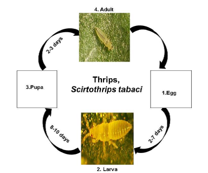 description of fig inscet pests Thrips.png