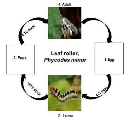 description of fig insect pests Leaf roller.png