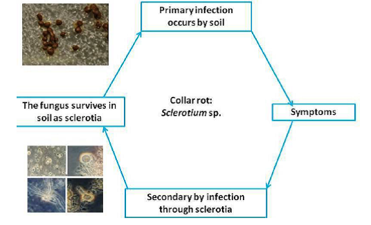 Disease Cycle Collar rot