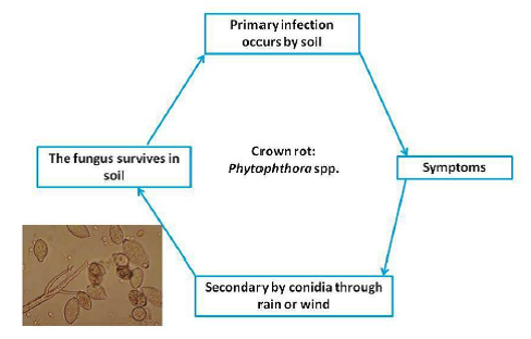 Disease Cycle Crown rot