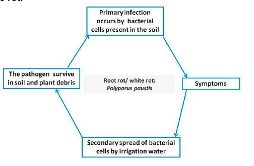 Disease Cycle Root rot  white rot