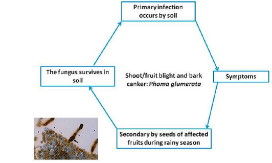 Disease Cycle Shoot fruit blight and bark canker