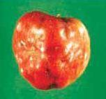 Apple maggot1