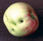 Apple maggot2