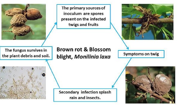 Blossom blight diseases cycle.png