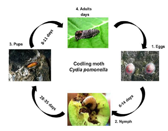 Codling moth life cycle.png