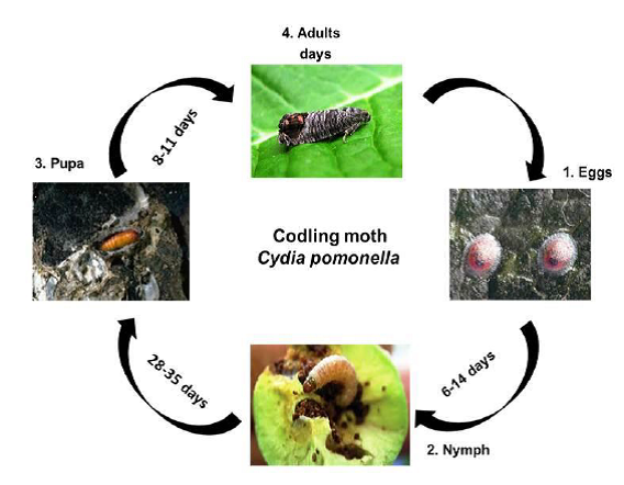 Codling Moth Life Cycle