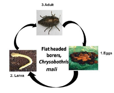 Flat headed borers life cycle.png