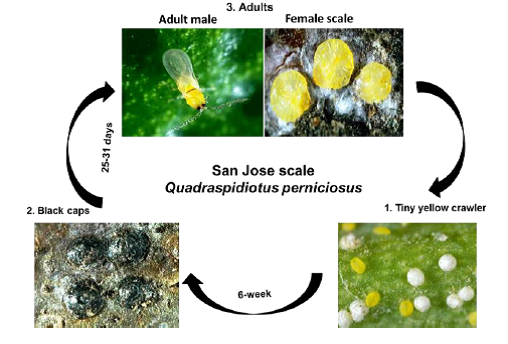 San Jose life cycle.png