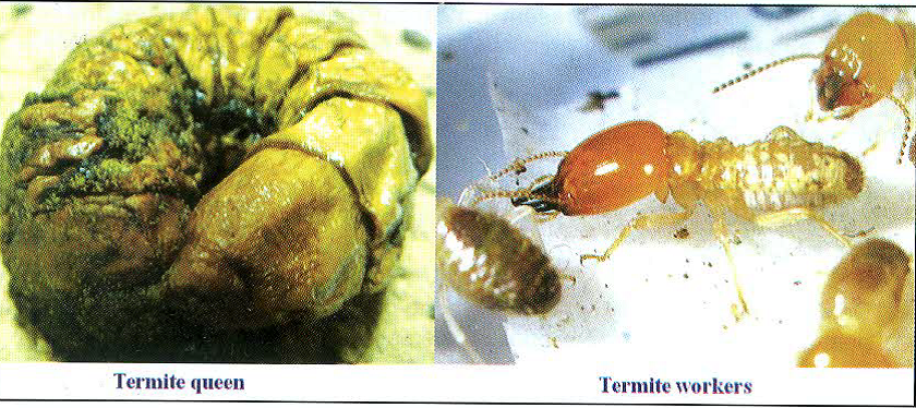 Termite Queen