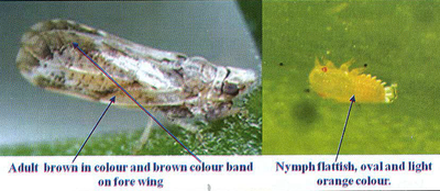 Adult brown in colour and brown colour band onfore wing