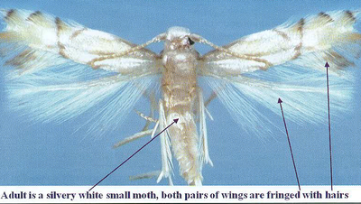 Adult is a silvery white small moth