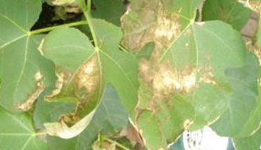 DESCRIPTION OF DISEASES  Anthracnose.png
