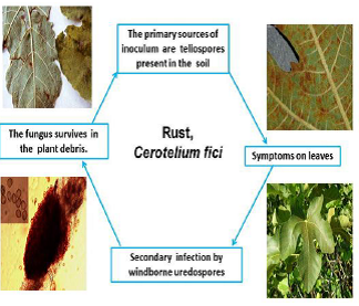 DISEASE CYCLES Rust.png