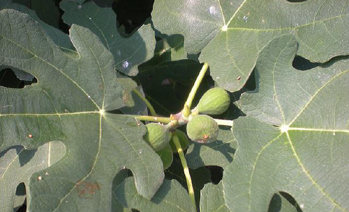 Description of Fig Disease Leaf spot.png