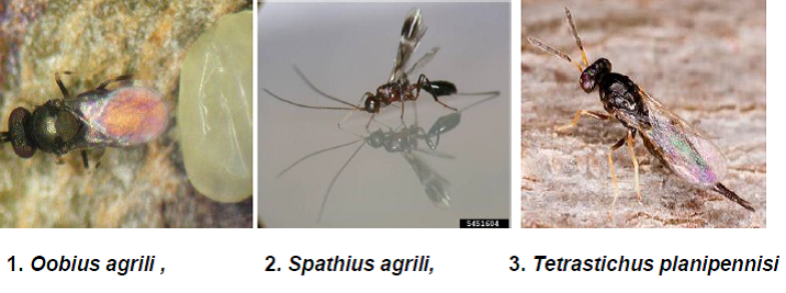 Natural Enemies of Fig Insect Pests1.png