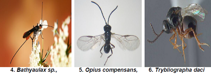 Natural Enemies of Fig Insect Pests2.png
