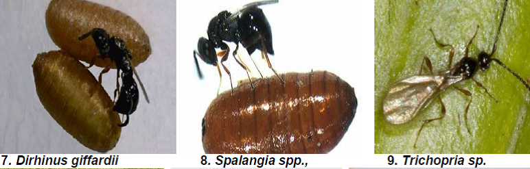 Natural Enemies of Fig Insect Pests3.png