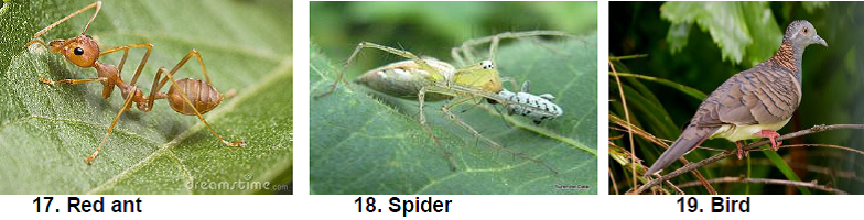 Natural Enemies of Fig Insect Pests6.png