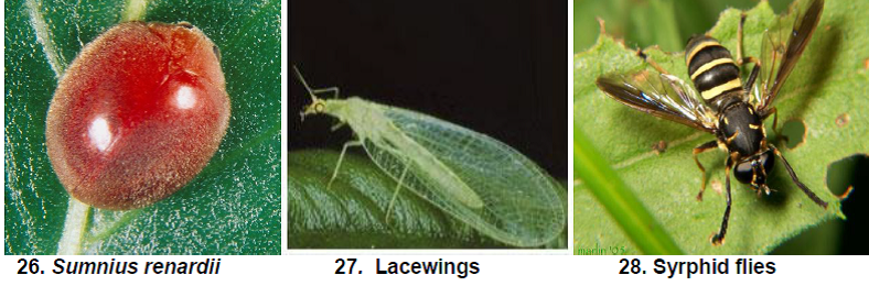 Natural Enemies of Fig Insect Pests9.png