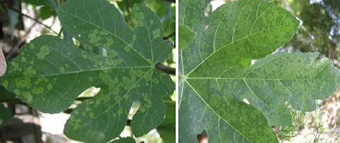 Fig Diseases Vikaspedia