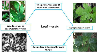 desesas cycle Leaf mosaic.png