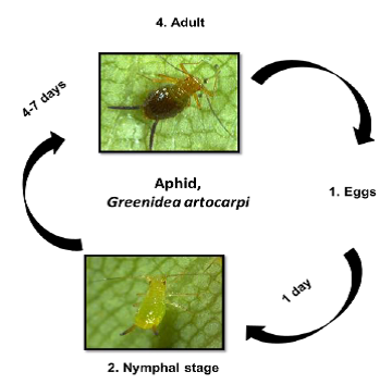 Aphid Life cycle
