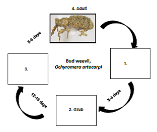 Bark eating caterpillar Life cycle