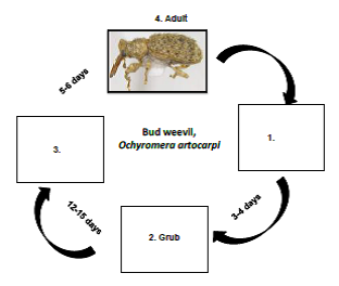 Bud weevil  Life cycle