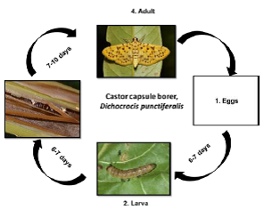 Castor capsule borer 