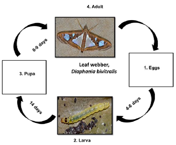 Leaf webber Life cycle