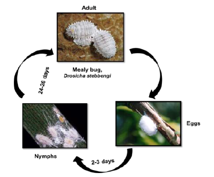 Mealy bug Life cycle