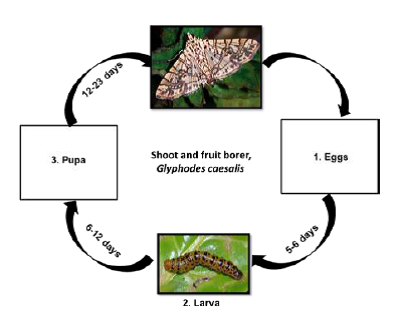 Shoot and fruit borer Life cycle