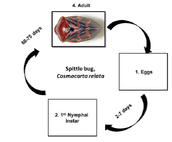 Spittle bugs Life cycle