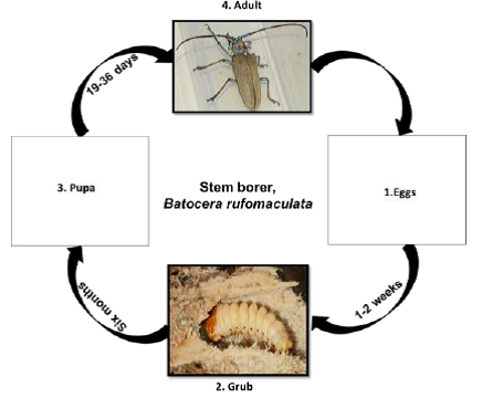 Top Borer Life Cycle   Stem Borer Life Cycletest 