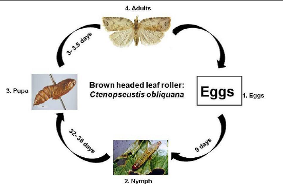 Brown headed leaf roller Life cycle