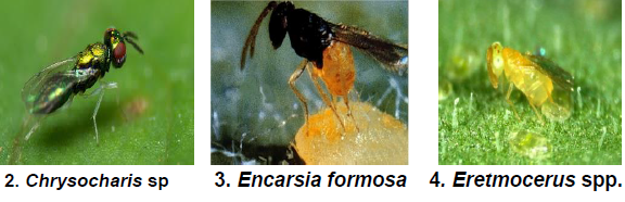 Nymphal larval and adult parasitoids