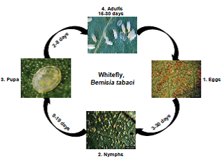 Whitefly Life cycle
