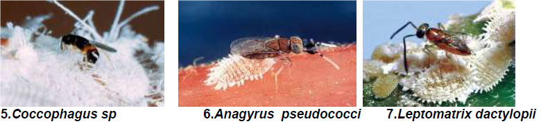 Nymphal and adult parasitoids 1.png