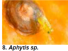 Nymphal and adult parasitoids 2.png