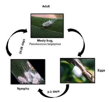 mealybugs life cycle