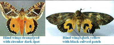 Hind wings orangered with circular dark spot