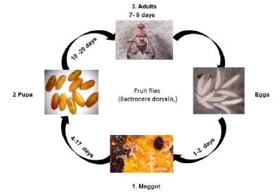 Fruit fly life cycle.png