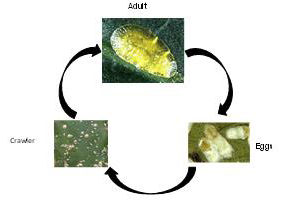 Green Scale life cycle.png