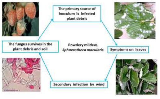 Strawberry Plant Diseases: Bacteria, Fungi, Molds & Viruses