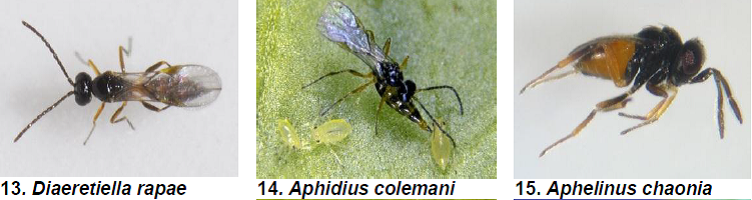 Loquat Nymphal and adult parasitoids1