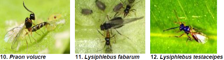 Loquat Nymphal and adult parasitoids