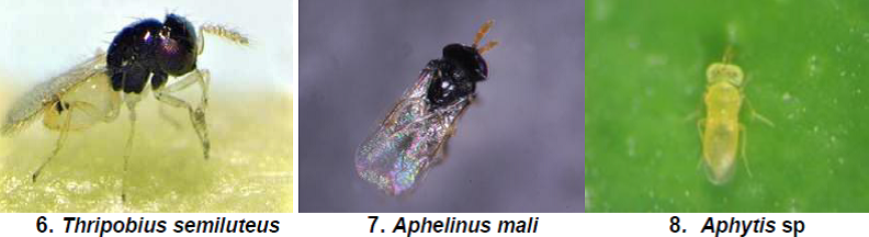 Nymphal adult parasitoids