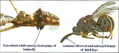 Parasitoid adult emerge from pupa of butterfly